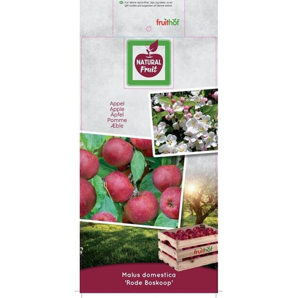 Äpple – Malus domestica 'Rode Boskoop' - C7,5 175-225 CM Halfstem